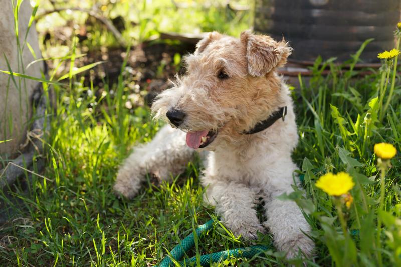Is the fox terrier a good dog for everyone?