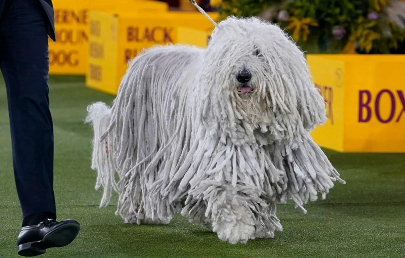 Is the Komondor a dog for everyone?