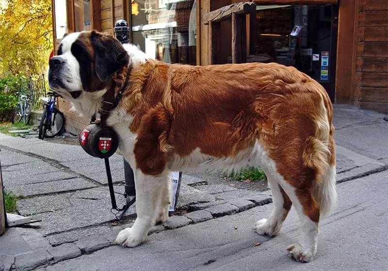 Are Saint Bernards dogs for everyone?