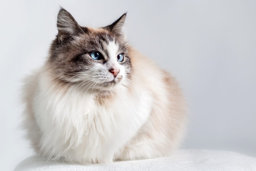Who is the ragdoll cat breed for?