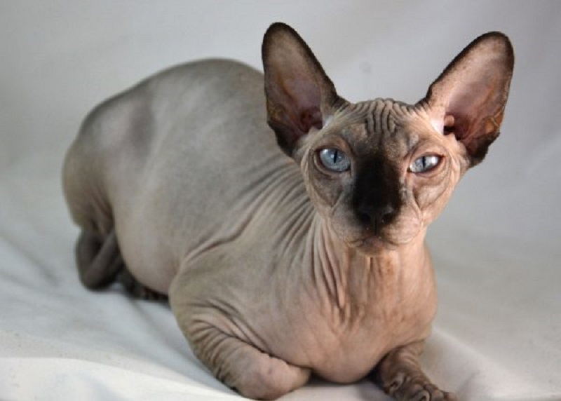 The Donskoy cat - a rare hairless cat breed