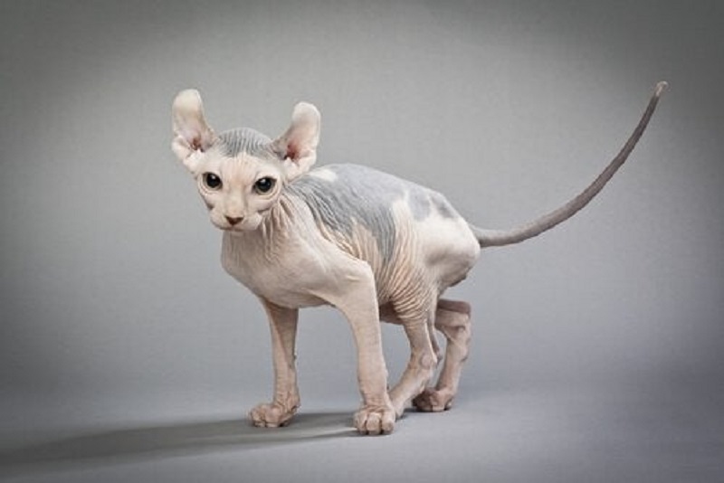 Hairless cat breeds - Elf cats