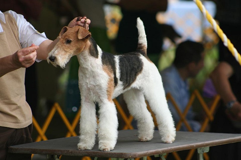 Where do fox terriers come from?