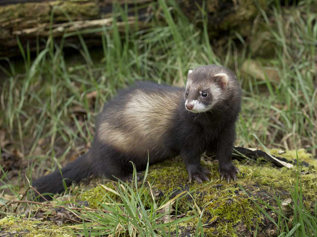 What does a ferret look like?