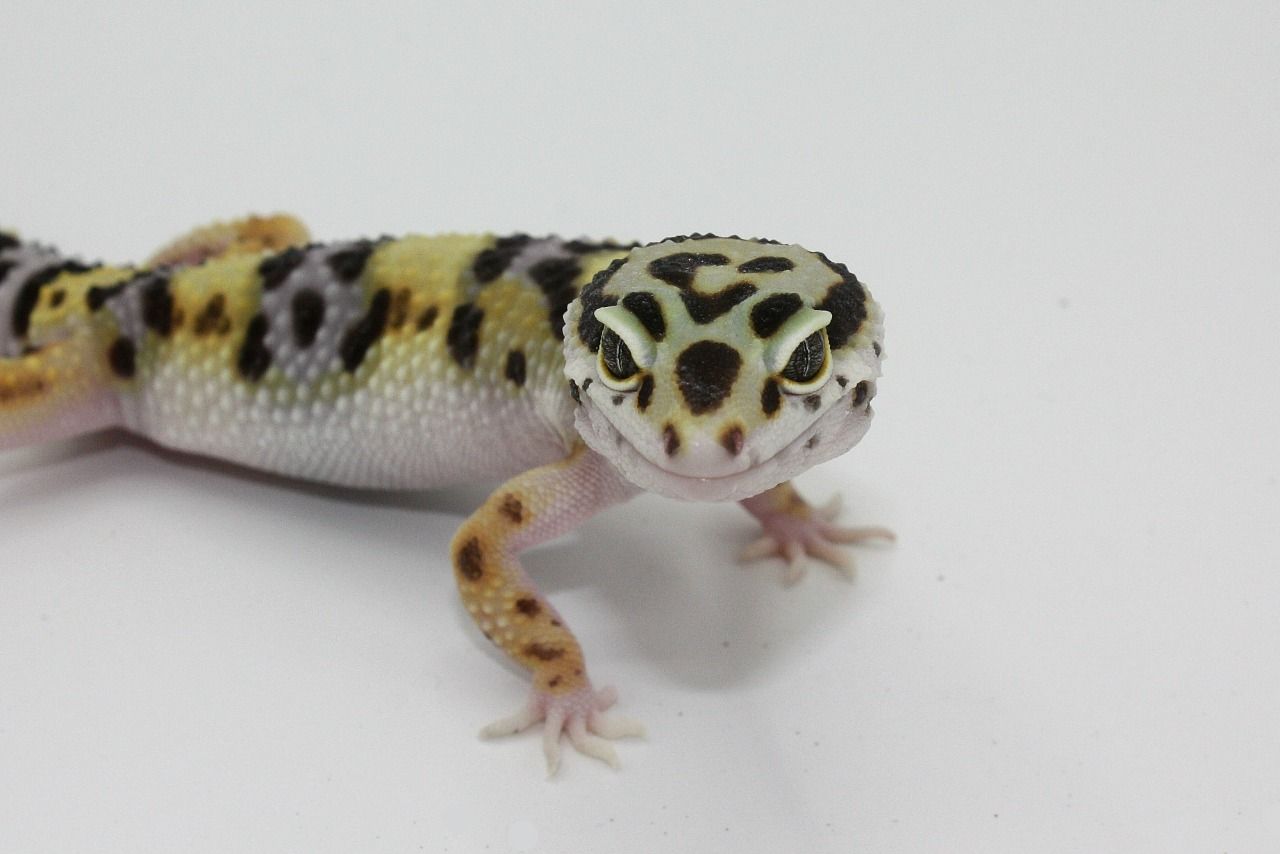 Gecko leopardo de gorra - precio