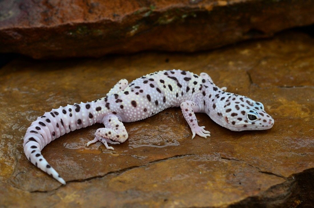 Leopardgecko - Beckengröße