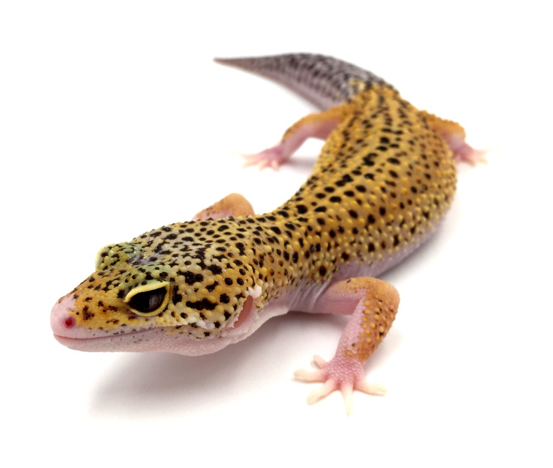 What does a leopard gecko look like?