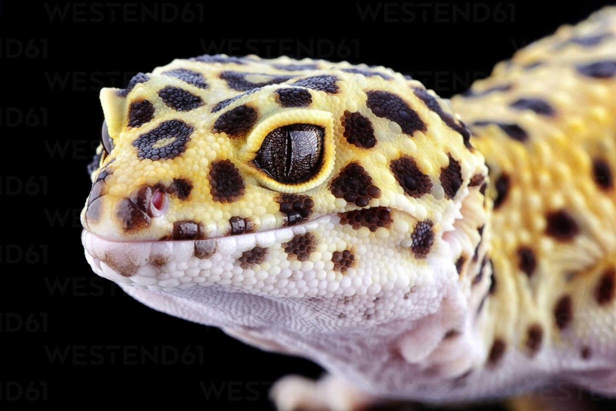 Leopardgecko - Lernen Sie, Wie Man Einen Leopardgecko Pflegt