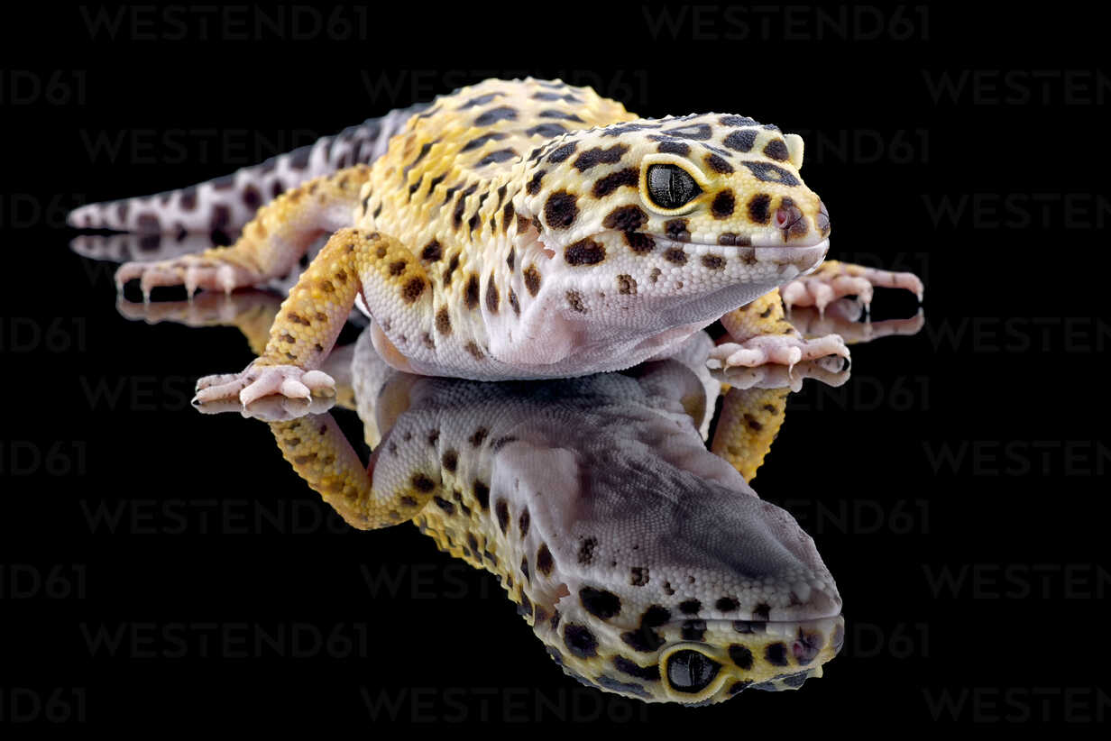 Was fressen Geckos? Ernährung des Leopardgeckos