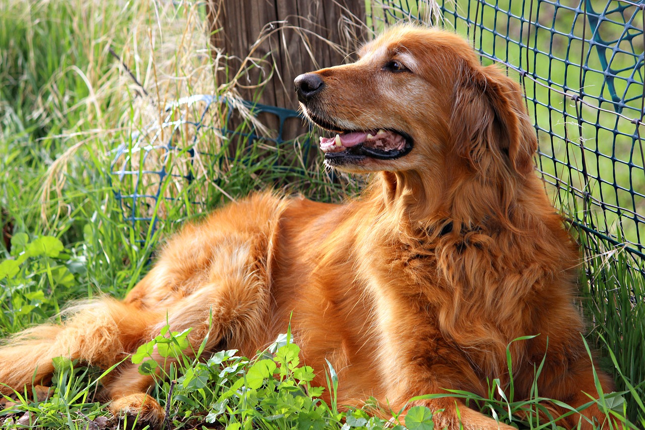 Golden Retriever - Breed's Characteristics, Needs and Cost