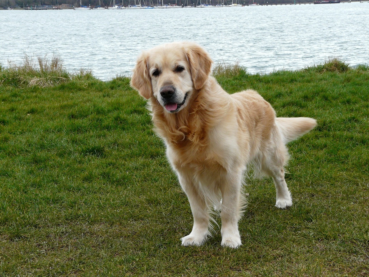 What does a golden retriever look like?