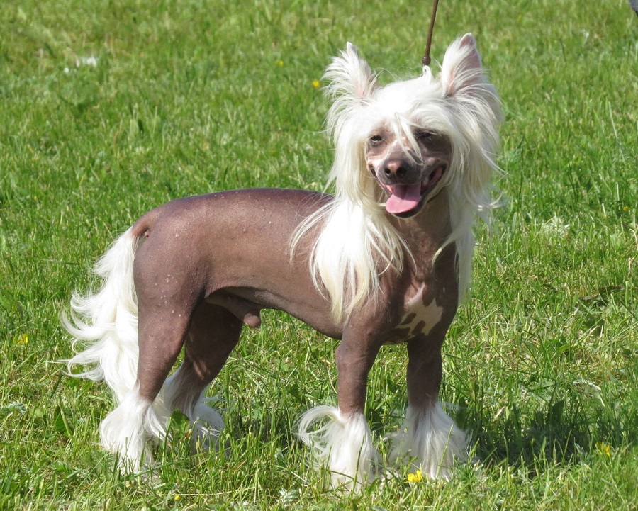 The Chinese crested dog - price