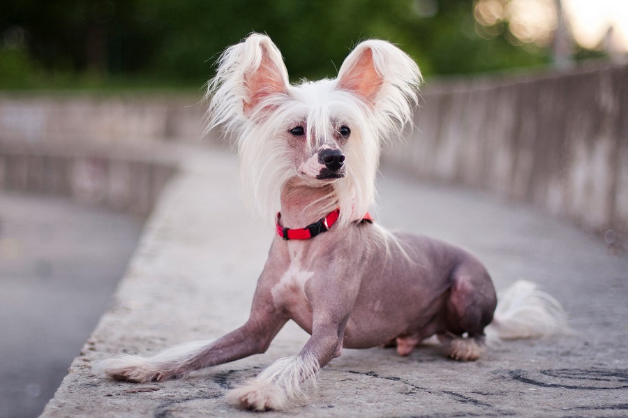 The Chinese crested dog - temperament
