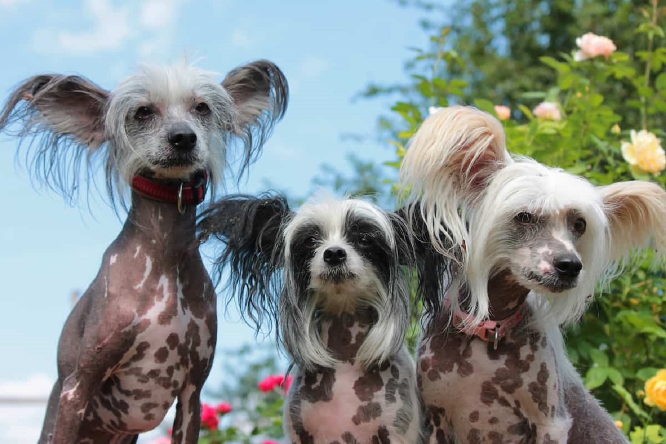 Chinese Crested Dog - Characteristics, Temperament and Care Guide