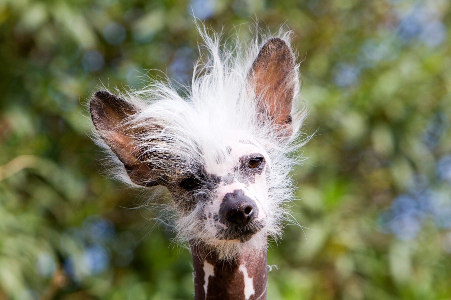 What are the origins of the Chinese crested dog?