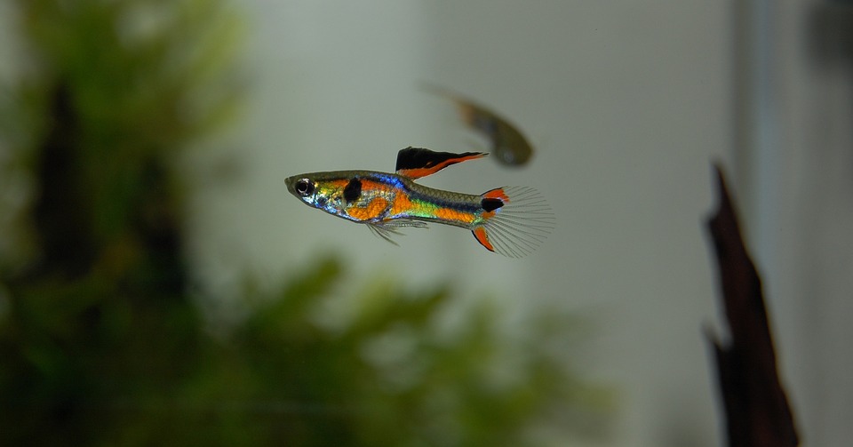 Guppy - freshwater aquarium fish for beginners