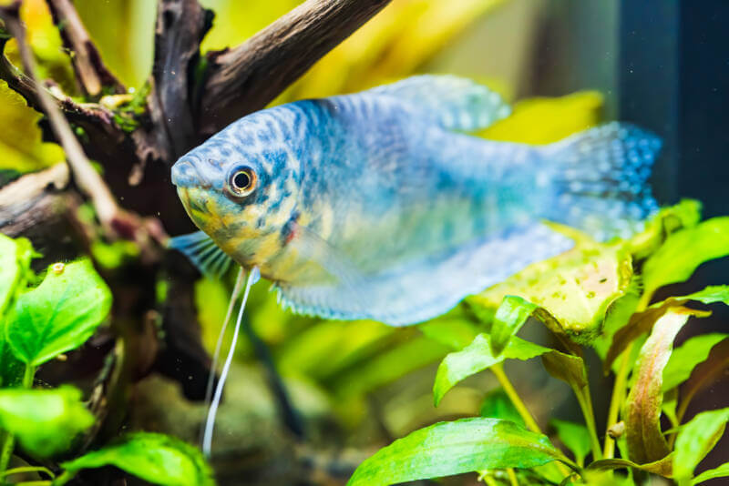 The opaline gourami - what kind of animal is it?