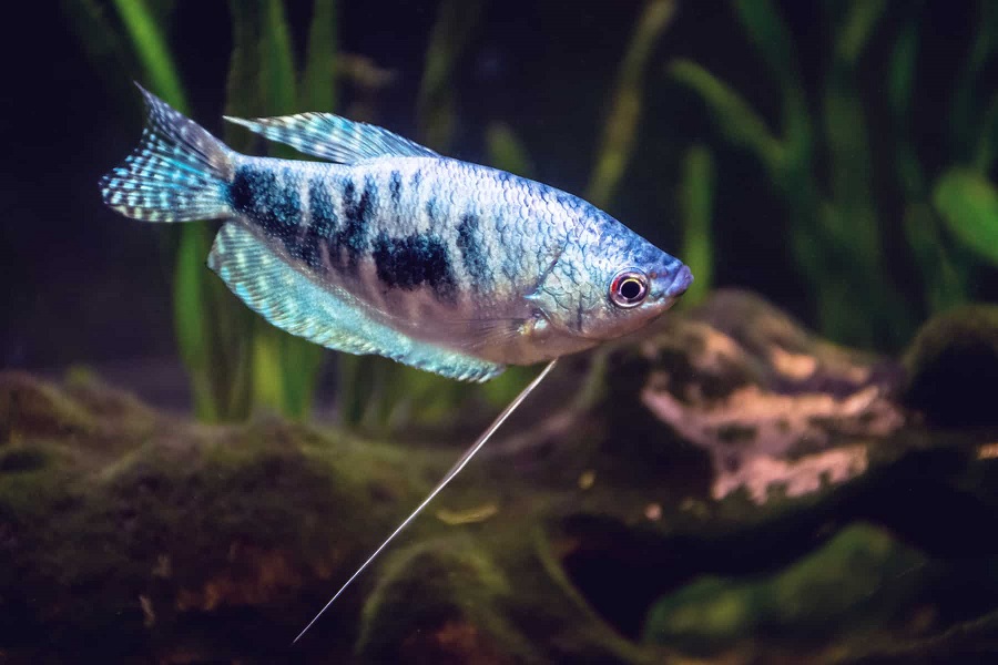 What does the opaline gourami eat?