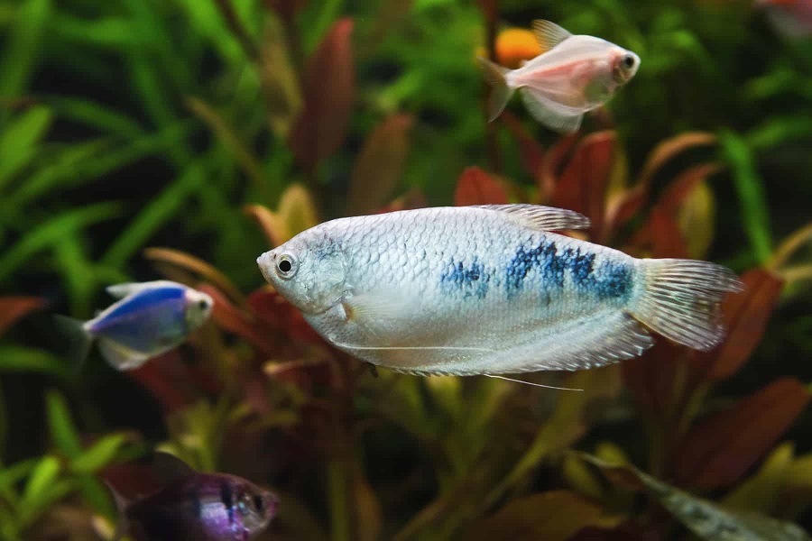 How much does the opaline gourami cost?
