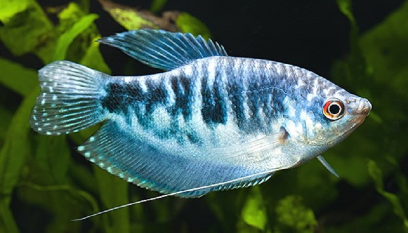 The opaline gourami - tank size and type