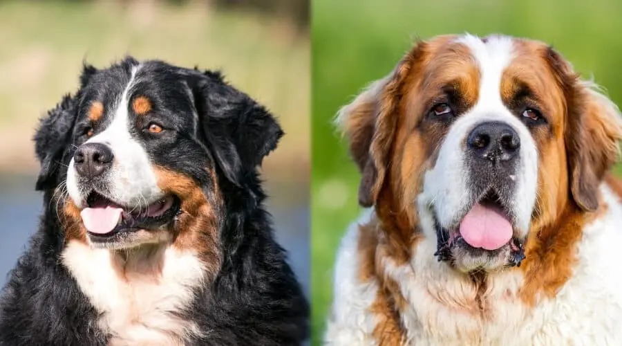 How much does a St. Bernard cost?