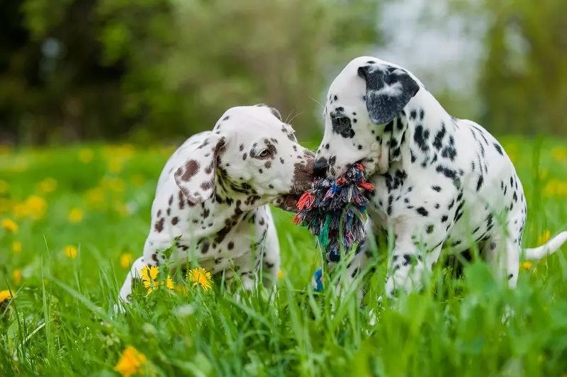 How much does a dalmatian cost?