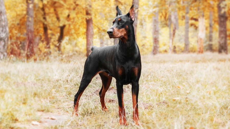 How much does a Doberman cost?