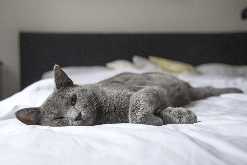 The Korat cat – the price for a purebred kitten