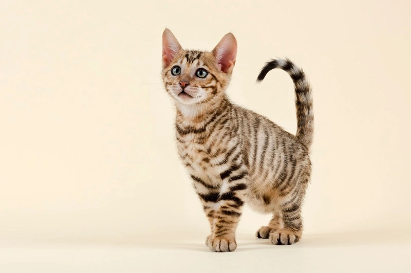 The toyger cat - price for a kitten