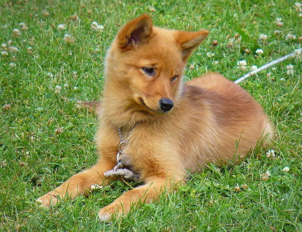 Is the Finnish Spitz an expensive animal?