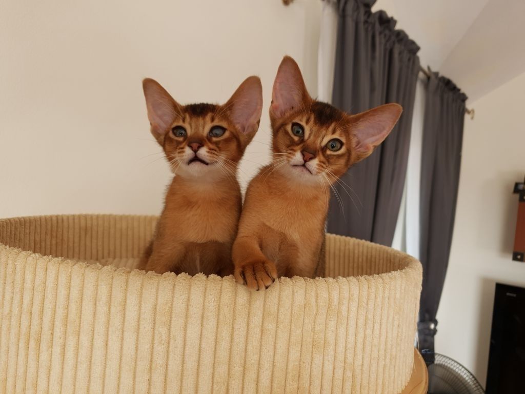 How long do Abyssinian cats live?