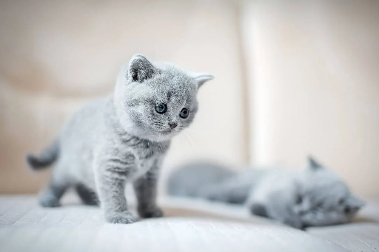 Il British Shorthair - quanto vivono i gatti?
