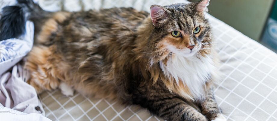 How long do Maine Coon cats live?
