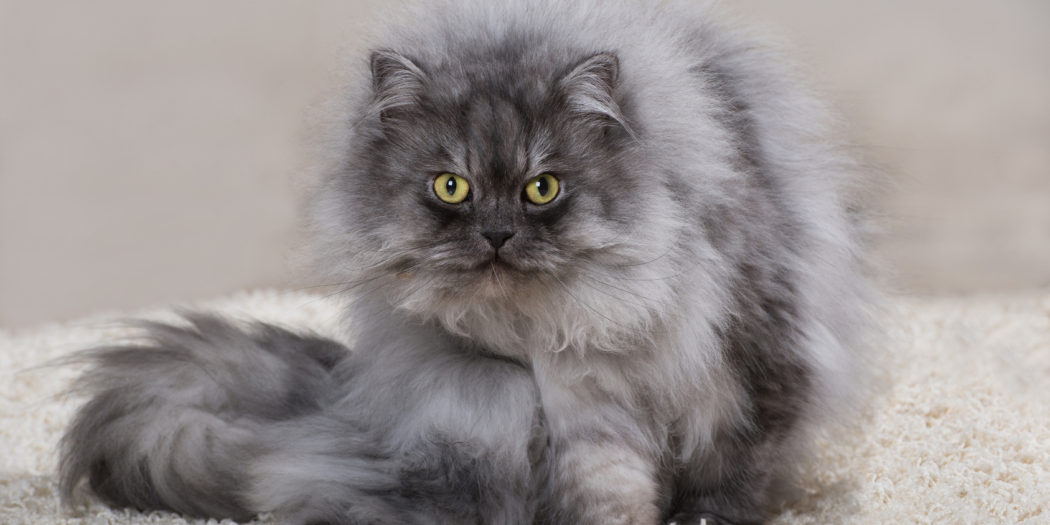 Gatos persas: ¿cuánto viven los gatos de interior?