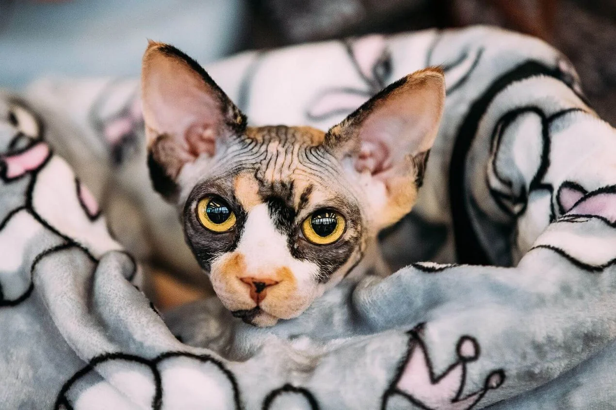 How long do Sphinx cats live?