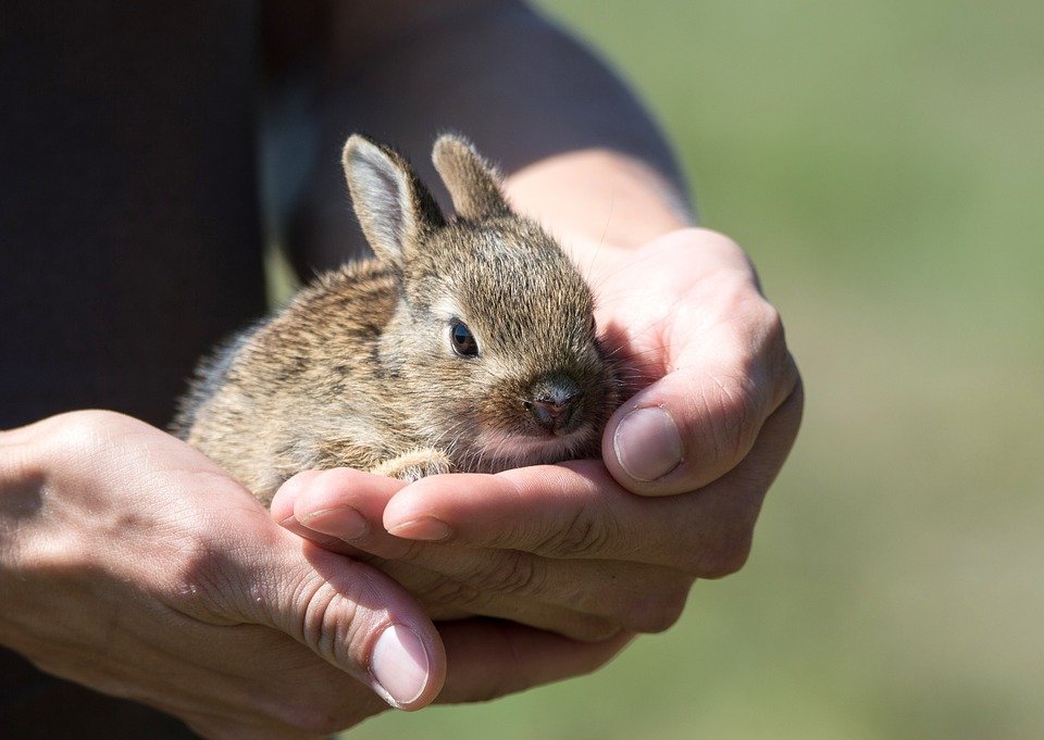 Interessante Jungen Kaninchen Namen - 5 Ideen