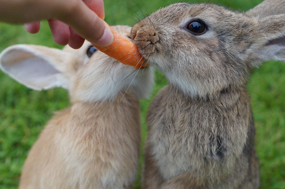 Popular bunny names - it does not have to be cliché