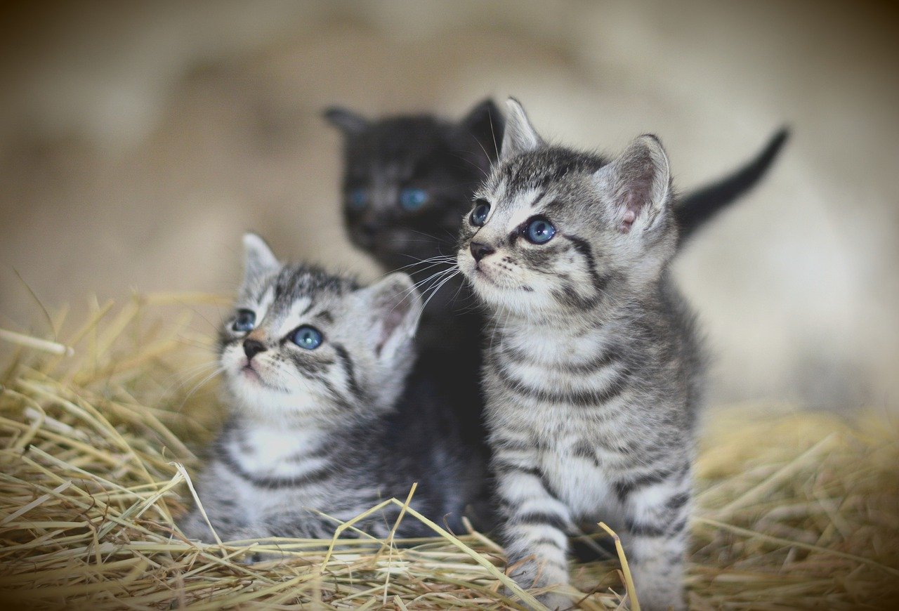 24 Beliebte Katzennamen - Wählen Sie Einen Perfekten Namen für Ihre Katze
