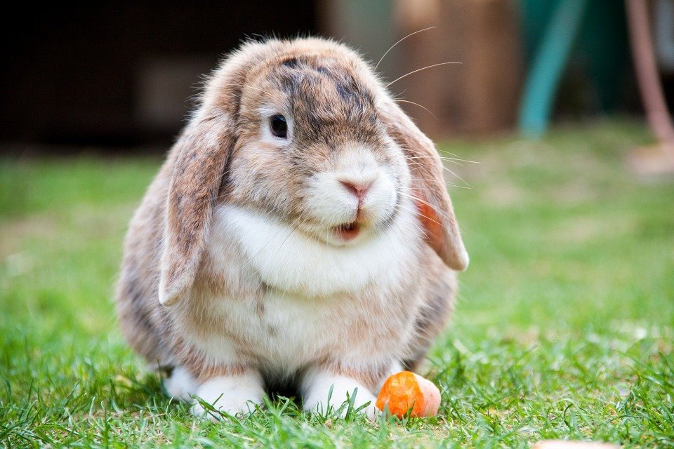 5 pomysłów na imię dla królika samca