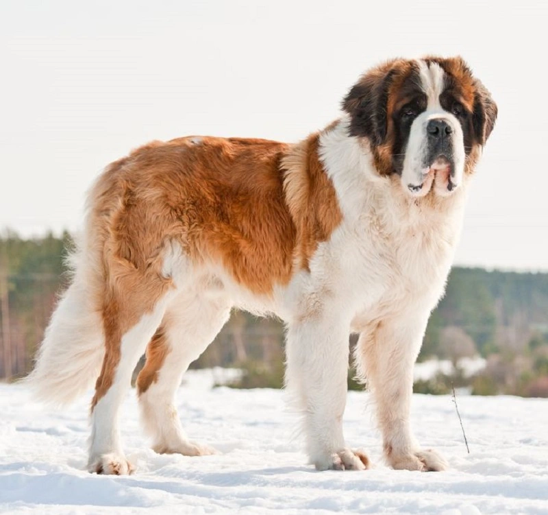 What does the St. Bernard look like?