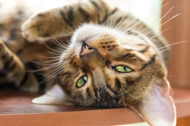 Jak prezentują się koty tygrysie i co wyróżnia te mruczki?