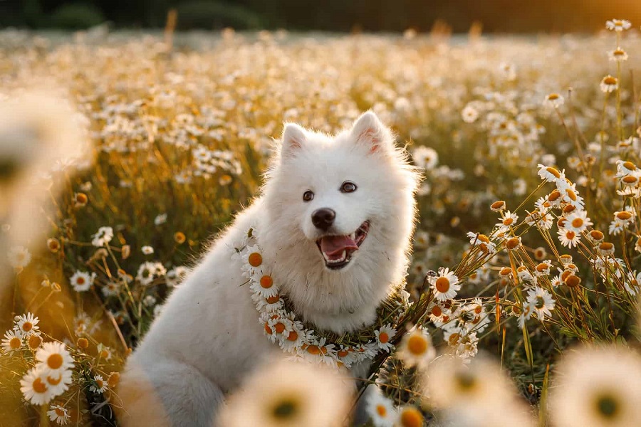 What does the Samoyed look like?