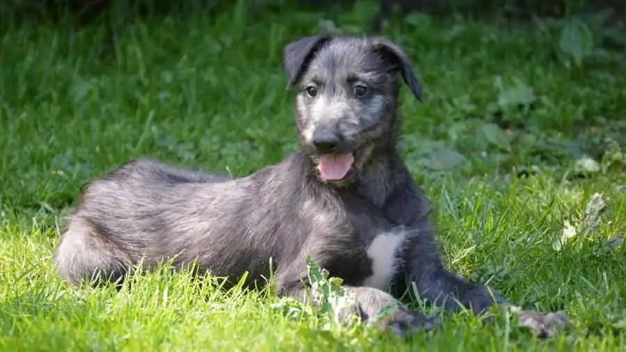 What does the Scottish deerhound look like?