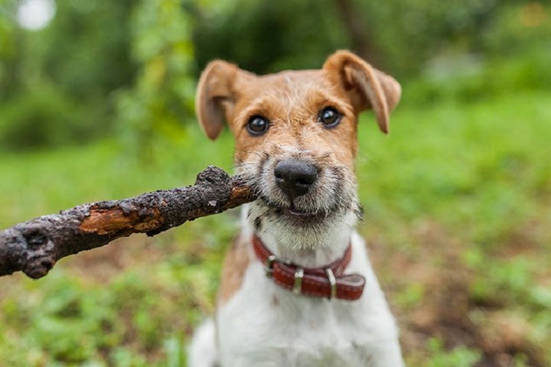 What does a fox terrier look like?