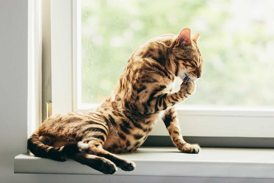 Che aspetto ha il gatto del Bengala?