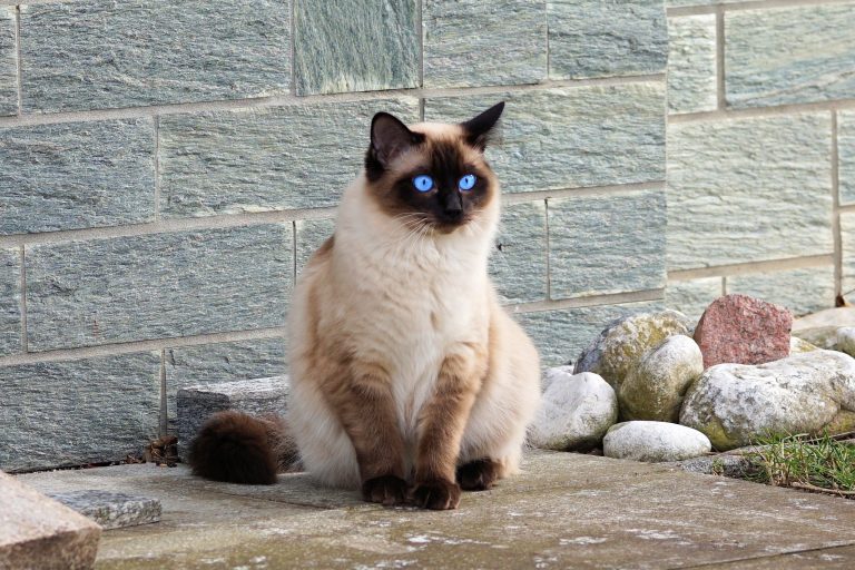 What does the ragdoll cat look like?
