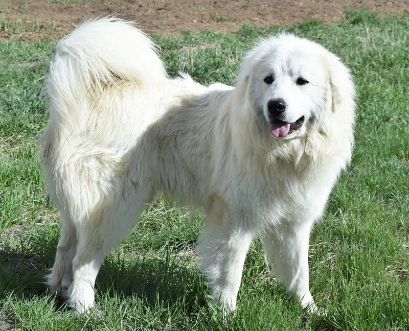 What does the Kuvasz look like?