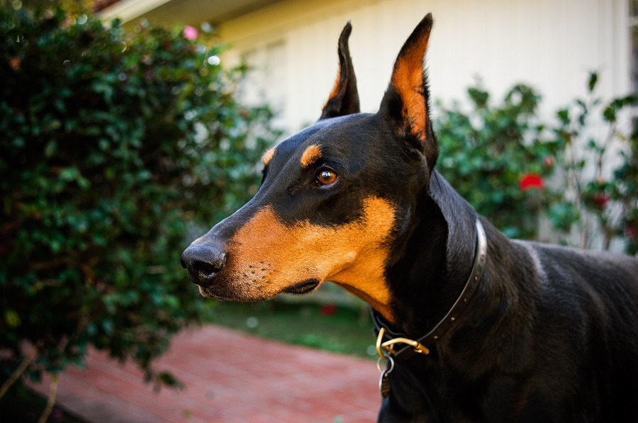 What does the Doberman look like?