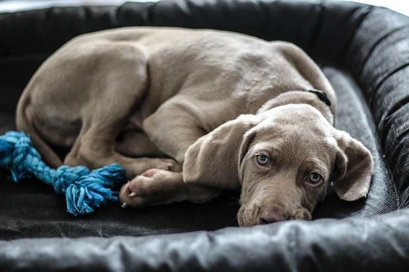 What does the Weimaraner look like?