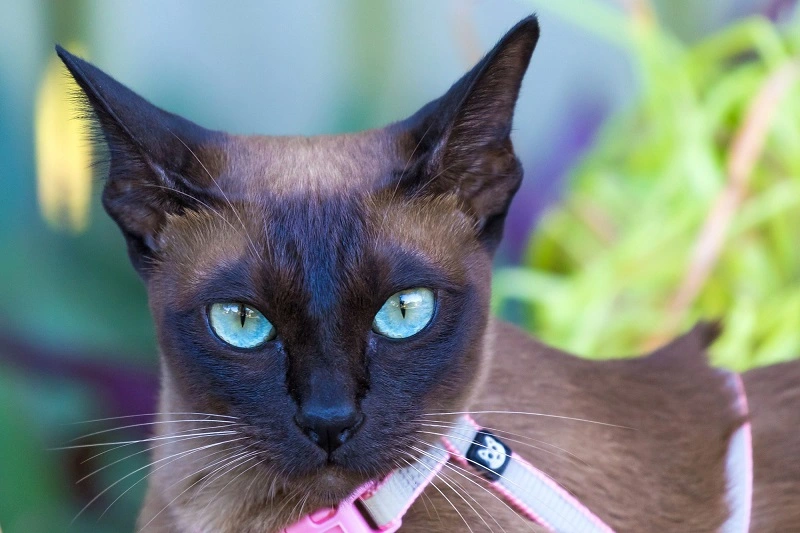 The Tonkinese cat - what is its personality?